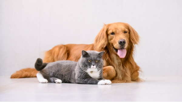 以标准定义告别｜<i style='color:red'>宠物火化</i>炉让每一份陪伴都体面落幕