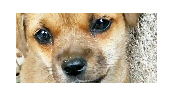 聚焦广州宠物犬中毒事件·共同关爱宠物守护健康