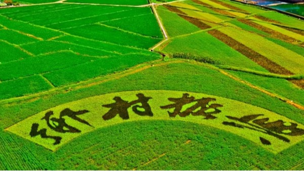生活垃圾焚烧炉|为乡村振兴插上腾飞的“翅膀”