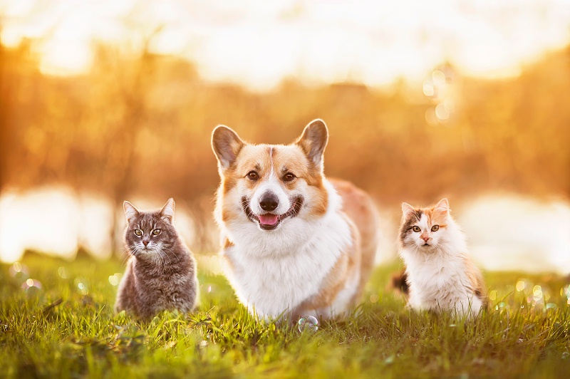 花瓣素材_朋友们，一只柯基犬和两只美丽的猫正坐在夏日阳光温暖的草地上_156536934